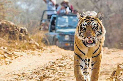 Tiger of Rajaji Tiger Reserve Haridwar