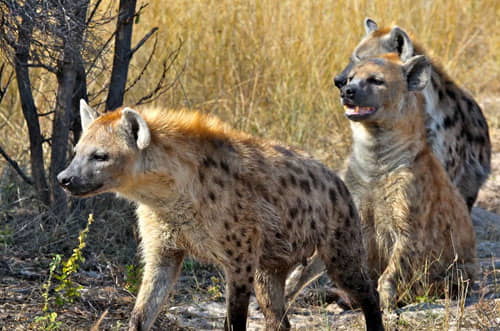 Hyenas in Rajaji Tiger Reserve Chilla Zone